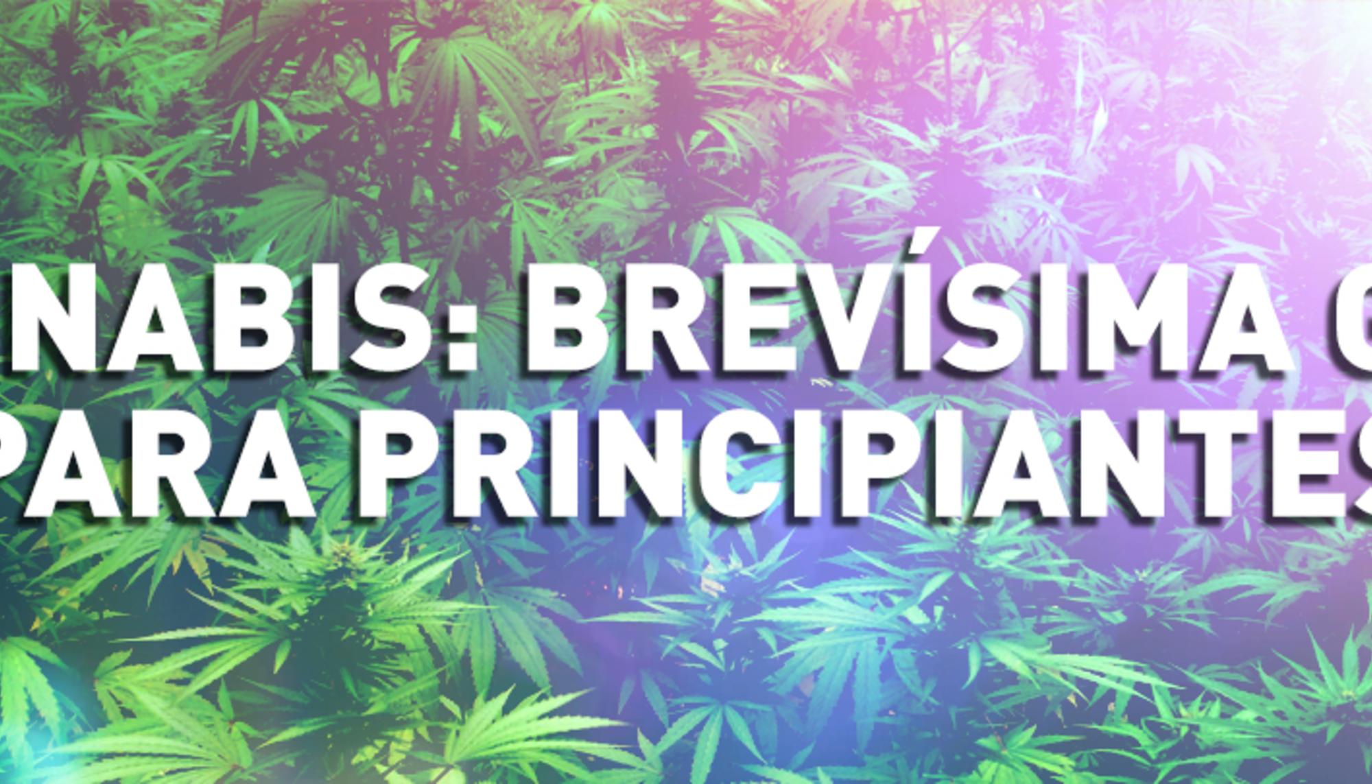 guia cannabis